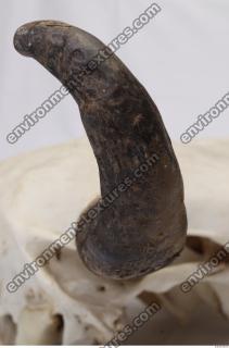 skull antler 0030